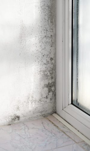 Black mold on the window, closeup Black mold on the window, closeup